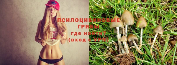 дмт Бородино